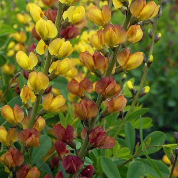 Meet your Posher, Tammy - Picture 1 of 1